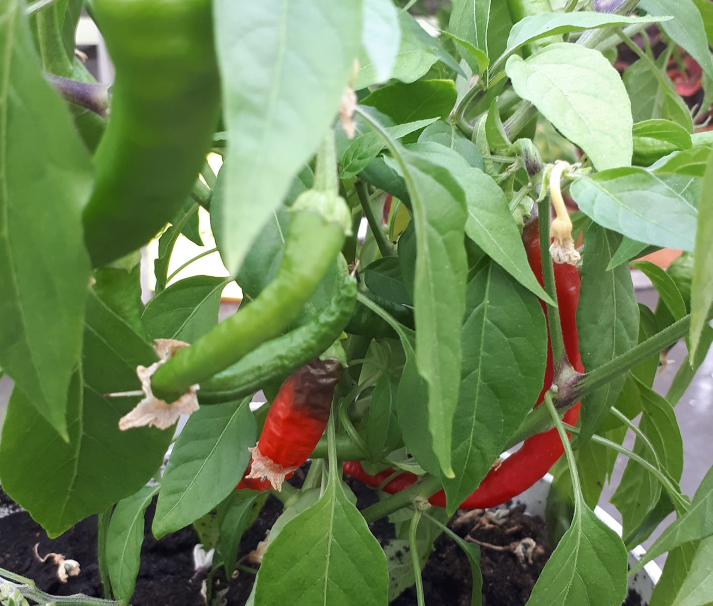 Chili "Cayenne" 30 frön - 2