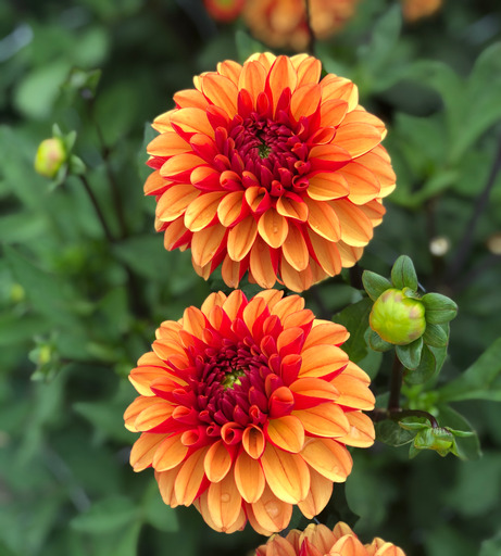 Dahlia knöl American Sunset  "boll" 