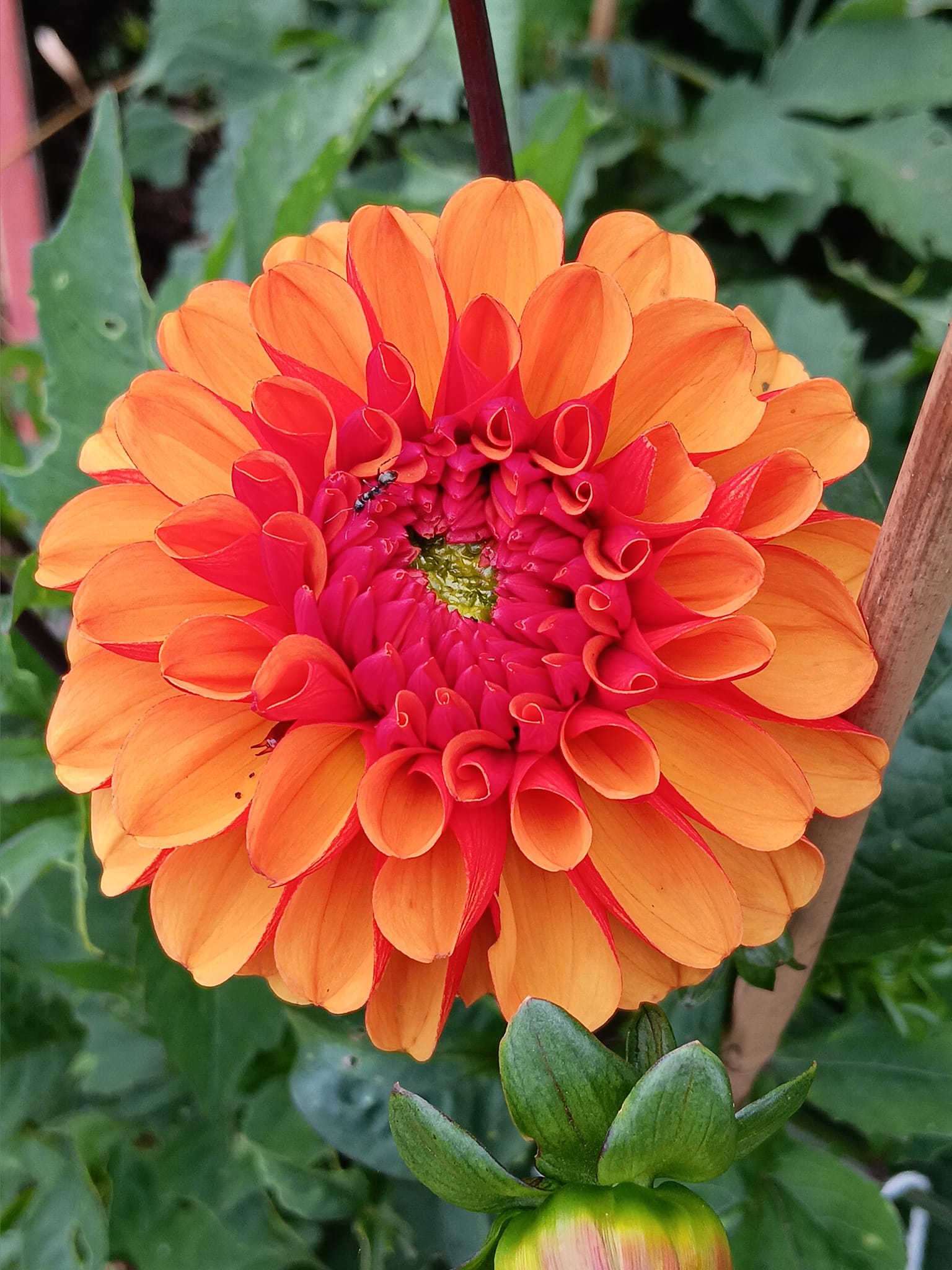 Dahlia knöl American Sunset  "boll"  - 4