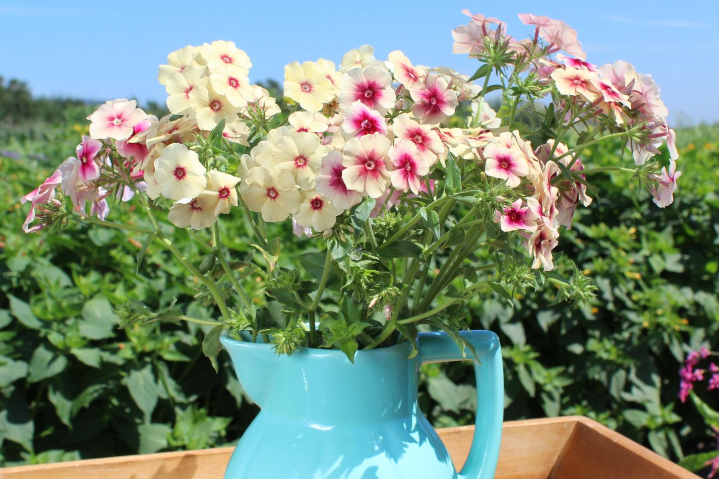 Phlox Drummondii Cherry Caramel 50 frö   - 3