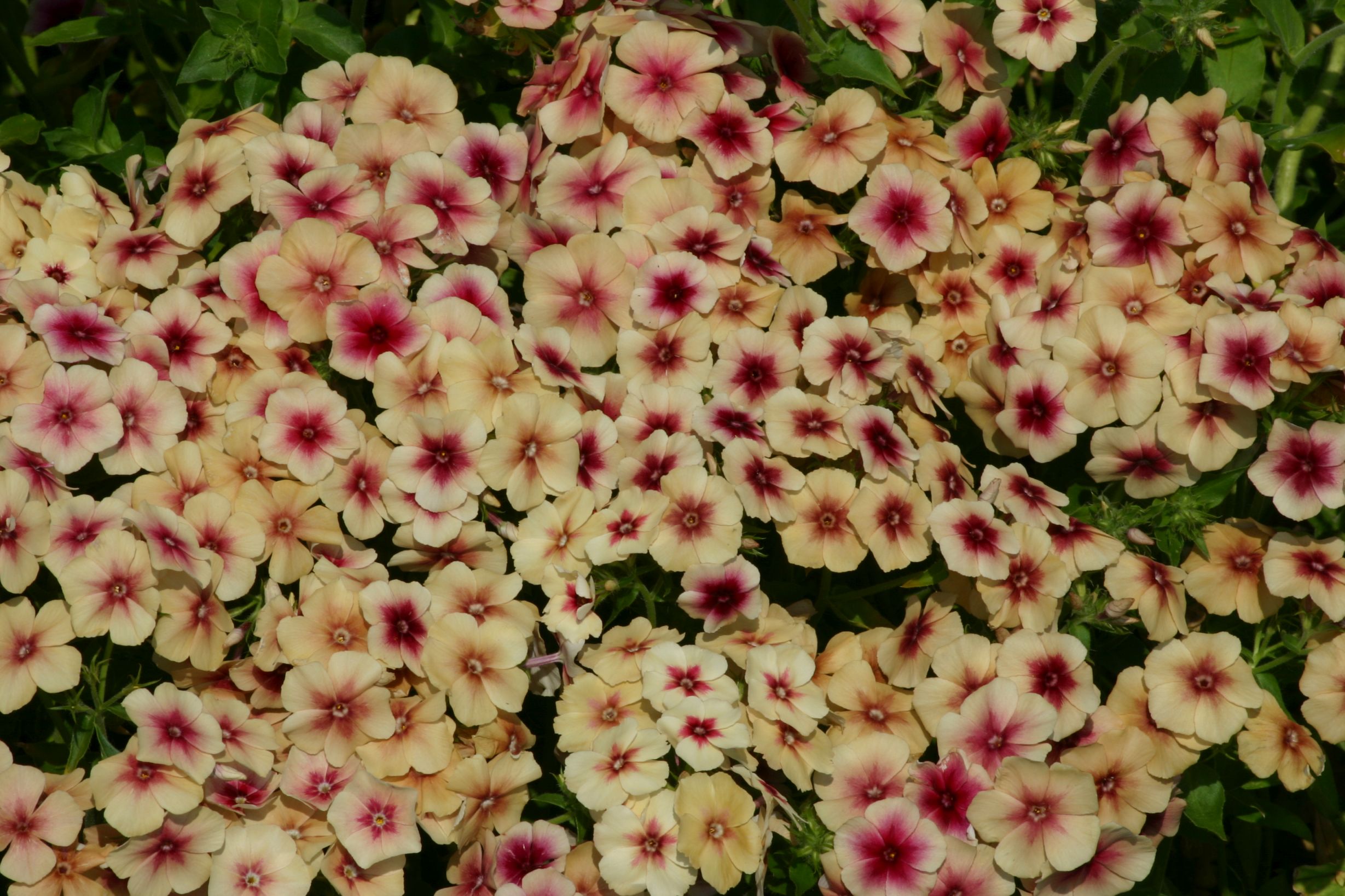 Phlox Drummondii Cherry Caramel 50 frö   - 2
