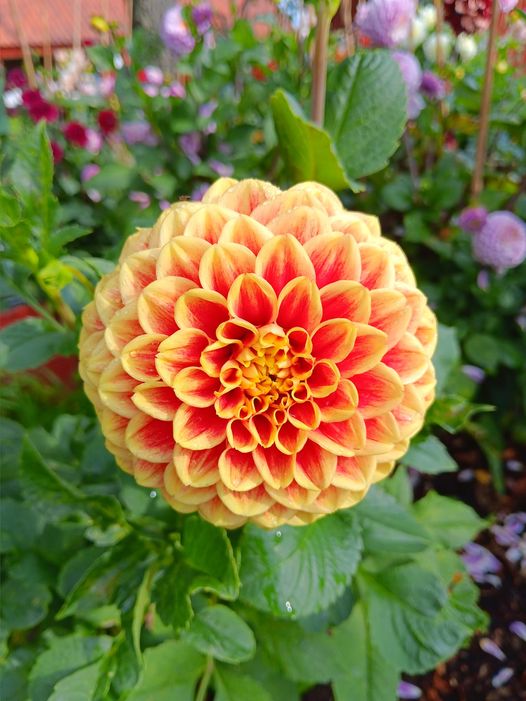 Dahlia Jowey Hubert "Boll"   - 3