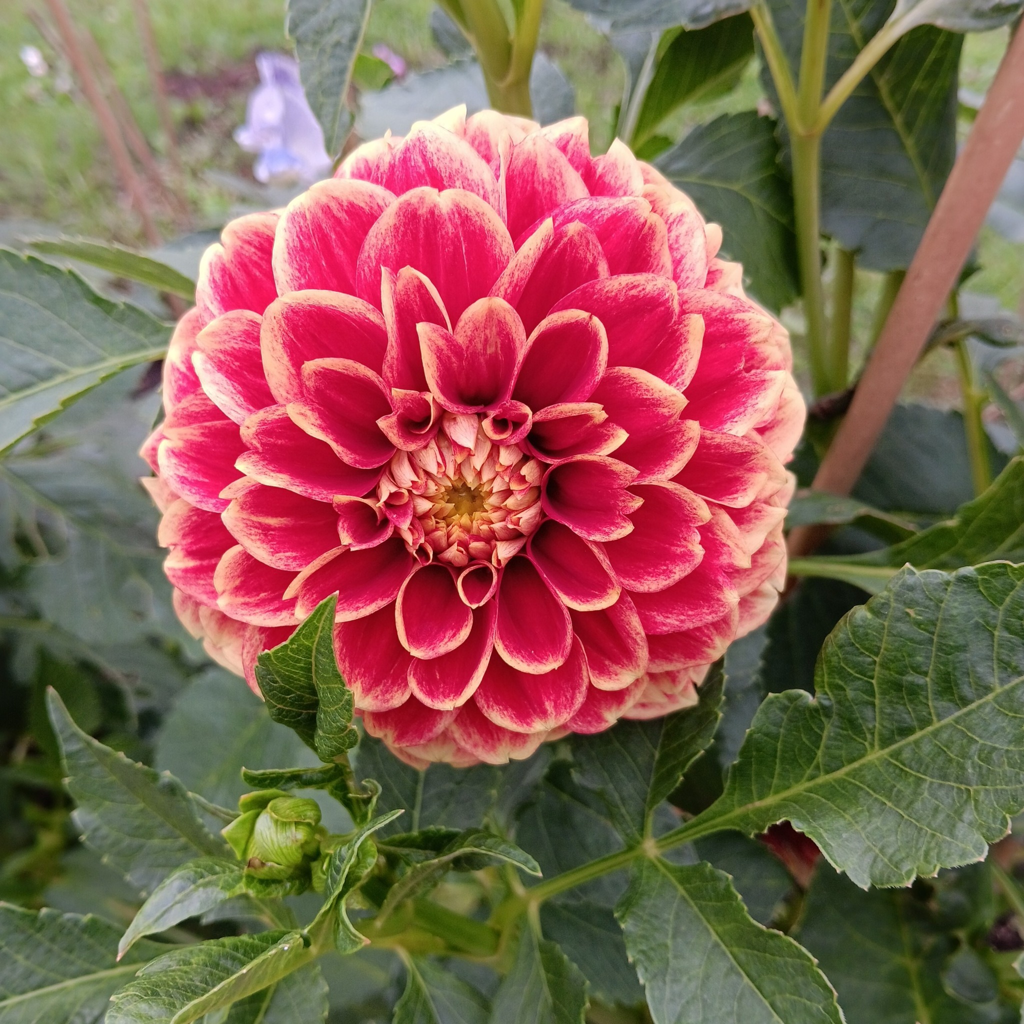 Dahlia Jowey Hubert "Boll"   - 4