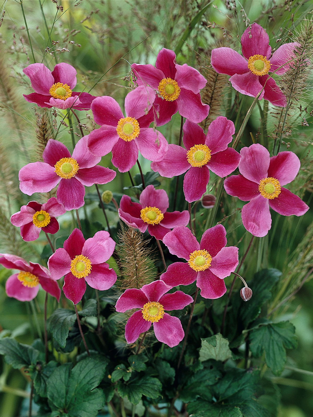 Anemone September Charm barrotad