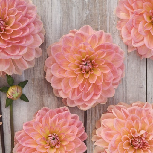 Dahlia knöl Bestseller  Dekorativ Småblommande x