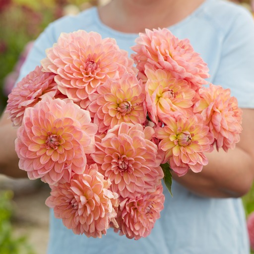 Dahlia knöl Bestseller  Dekorativ Småblommande x - 2