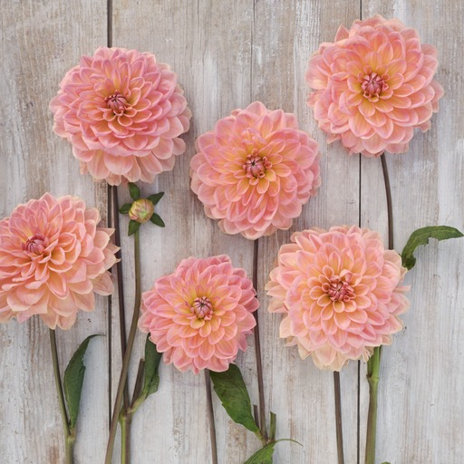 Dahlia knöl Bestseller  Dekorativ Småblommande x - 3