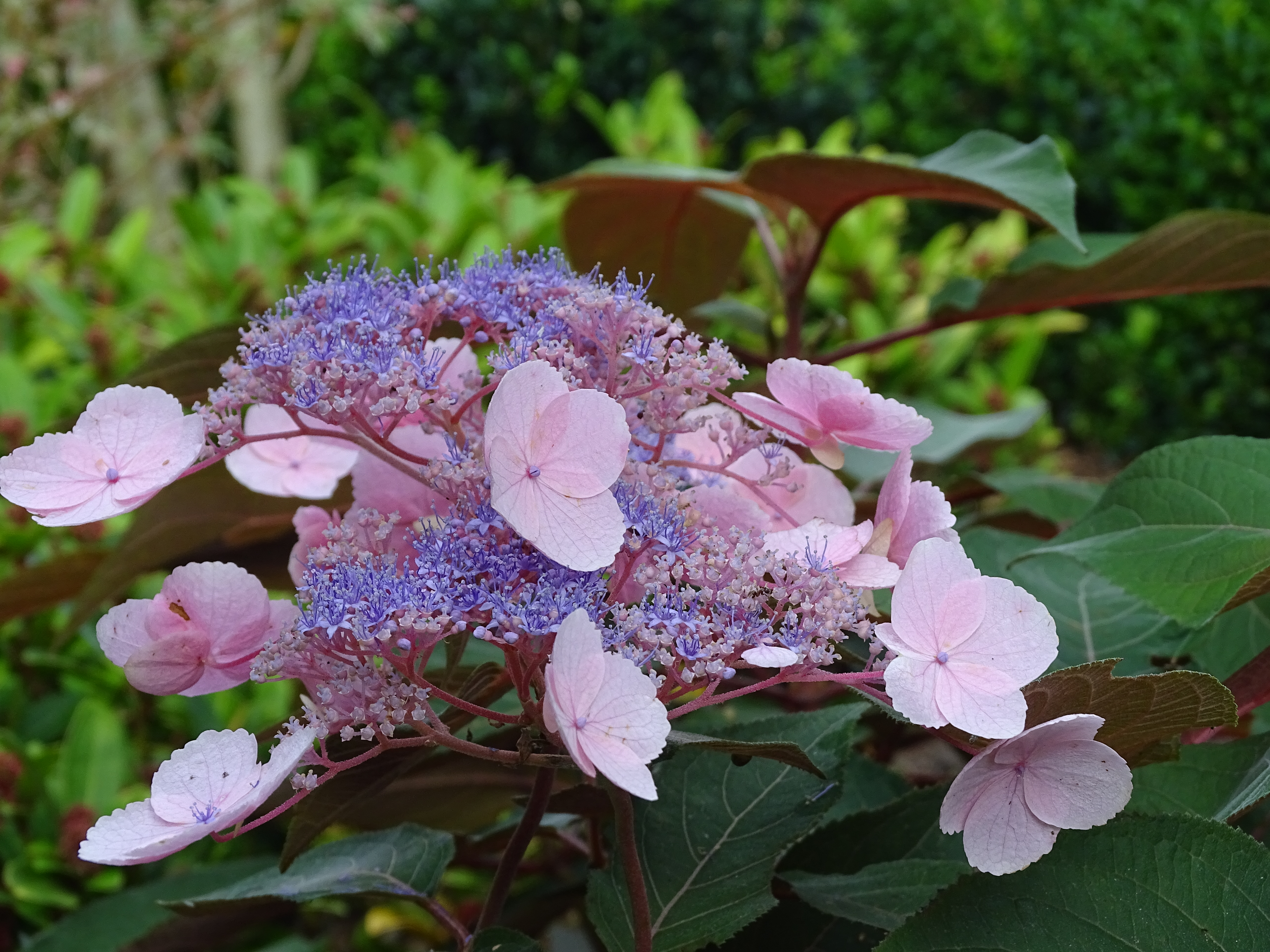 Hortensia Hot Chocolate  barrotad