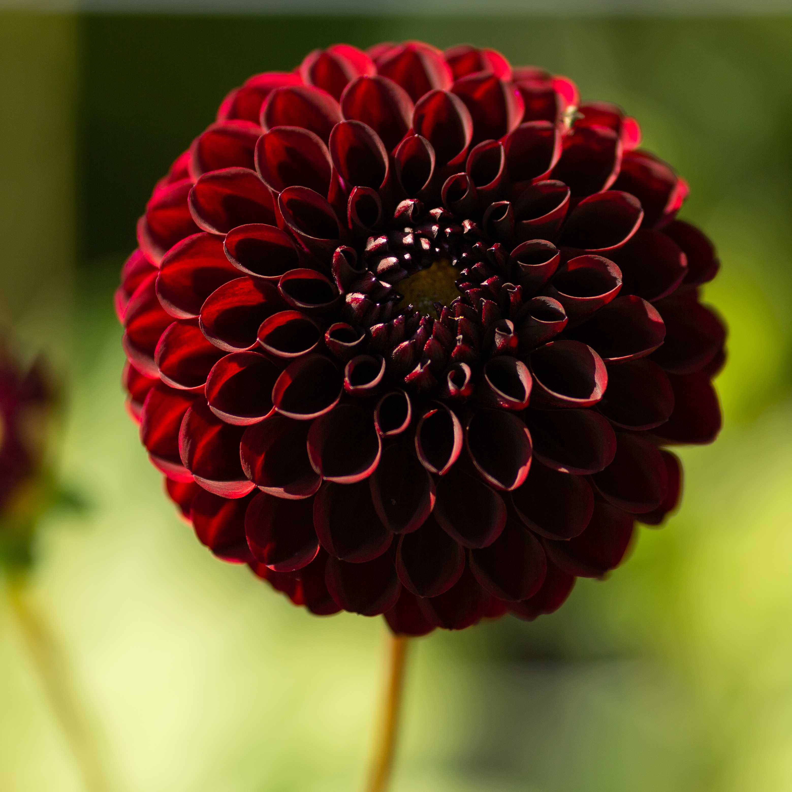 Dahlia knöl Black Pierre   Boll x