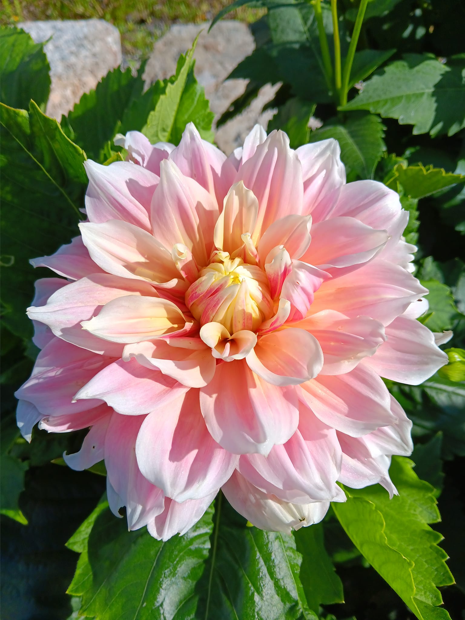 Dahlia knöl Break out  "Dekorativ storblommande",  x - 3