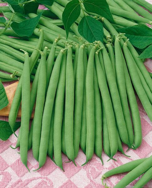Haricot Verts Bolero 10 bönor