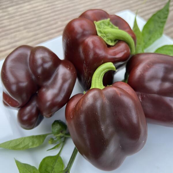 Paprika Sweet Chocolate 30 frön