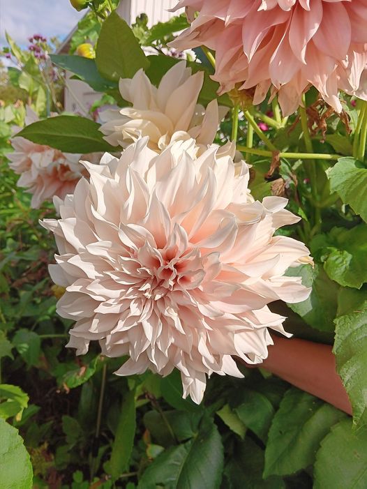 Dahlia knöl Cafe Au Lait "Dekorativ Jätteblommande" x - 2
