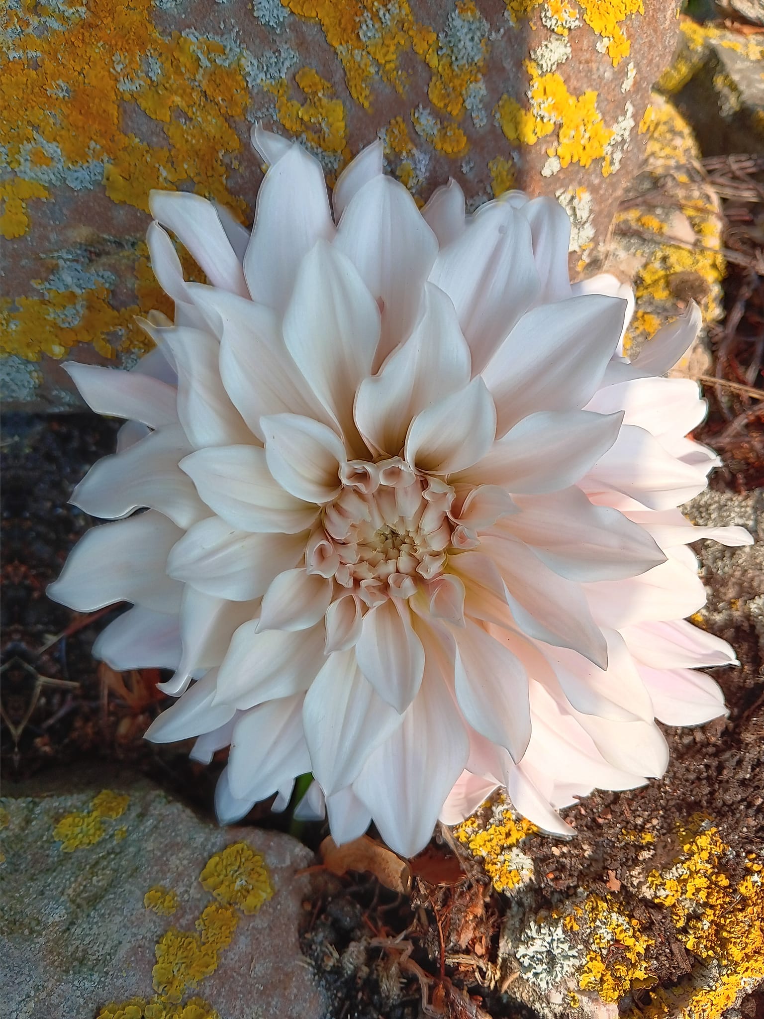 Dahlia knöl Cafe Au Lait "Dekorativ Jätteblommande" x - 3