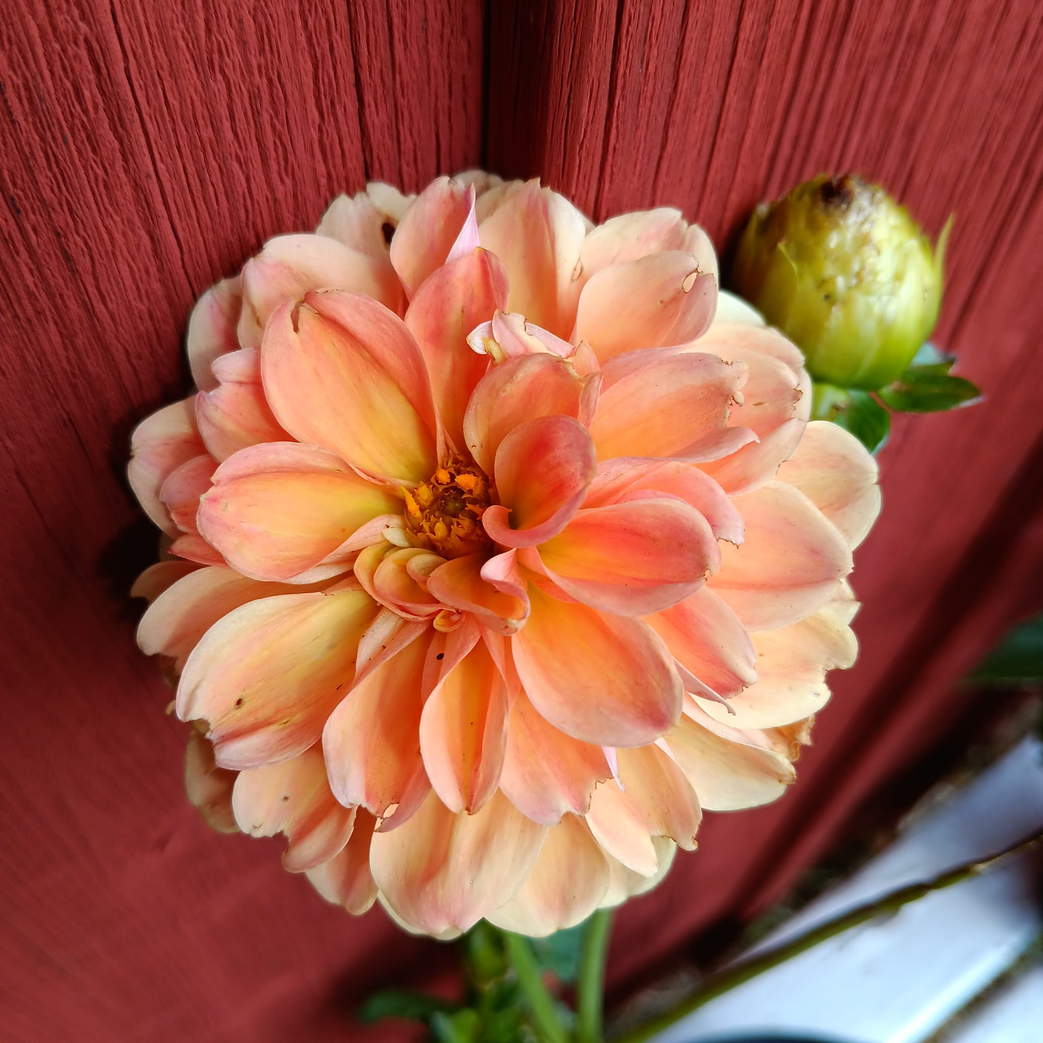 Dahlia Chicken Legs  Ruskin Tangerine"Bolldahlia"  - 2