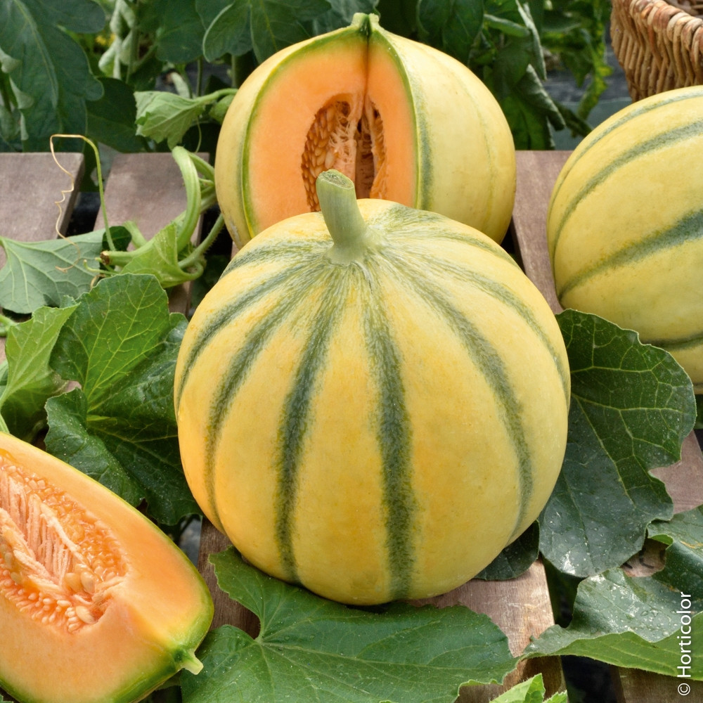 Melon Charentais 20 frön