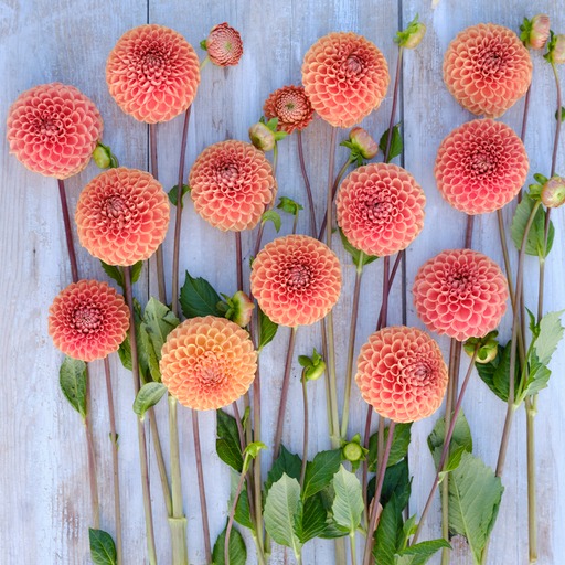 Dahlia knöl Comet Boll x - 3