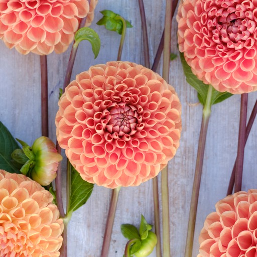 Dahlia knöl Comet Boll x
