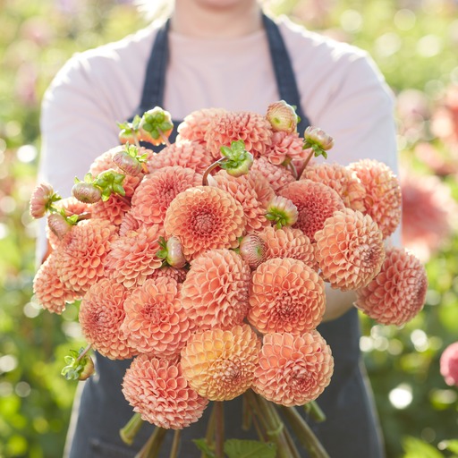 Dahlia knöl Comet Boll x - 2