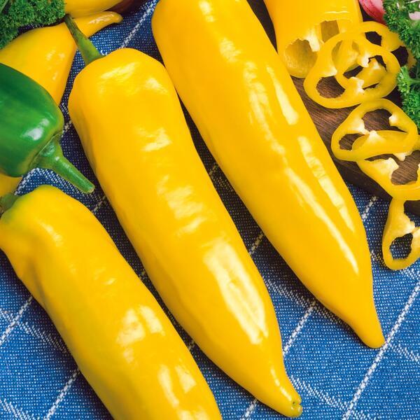 Paprika Corno Giallo  20  frö  