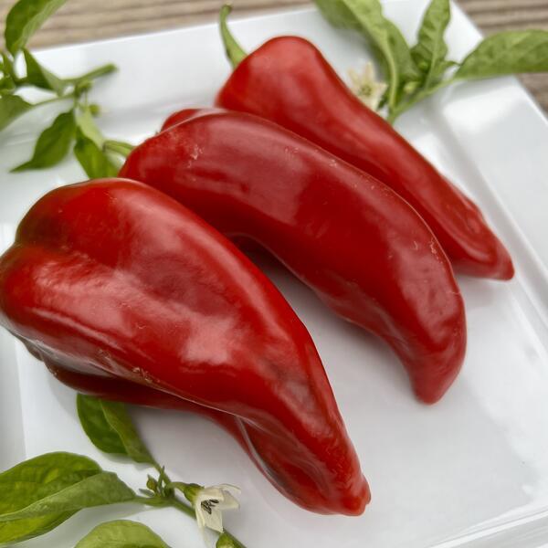 Paprika Corno Rosso 20 frö 