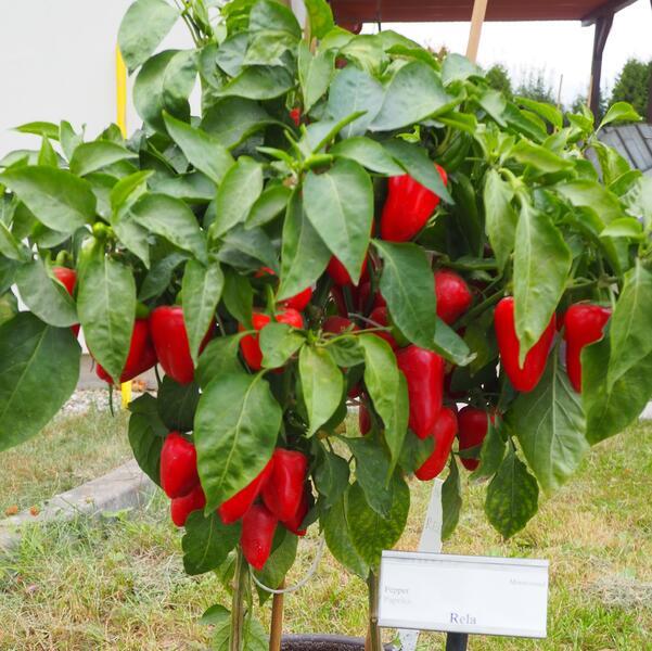 Paprika Rela  10  frö