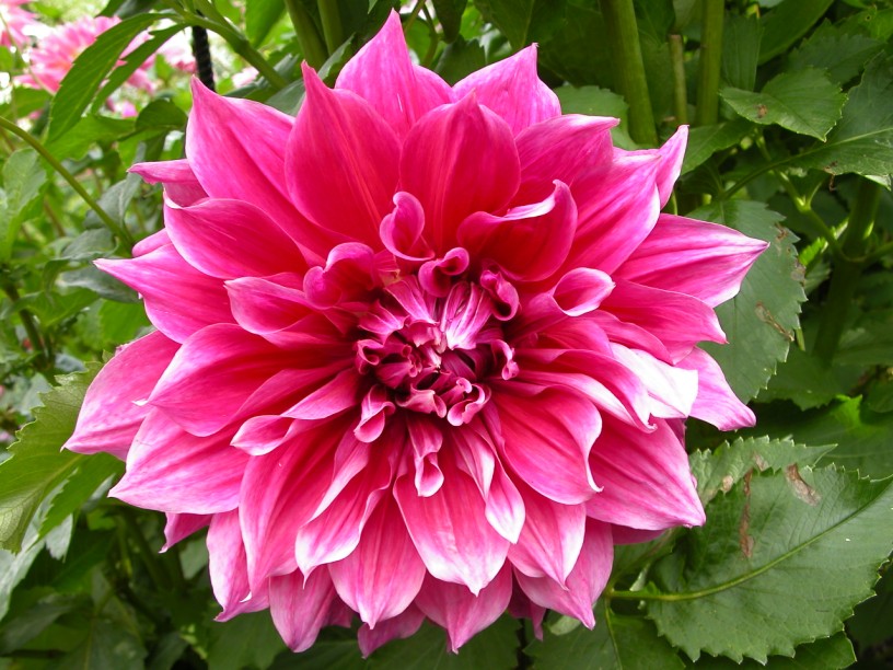 Dahlia knöl Emory Paul "Dekorativ jätteblommande"  - 2