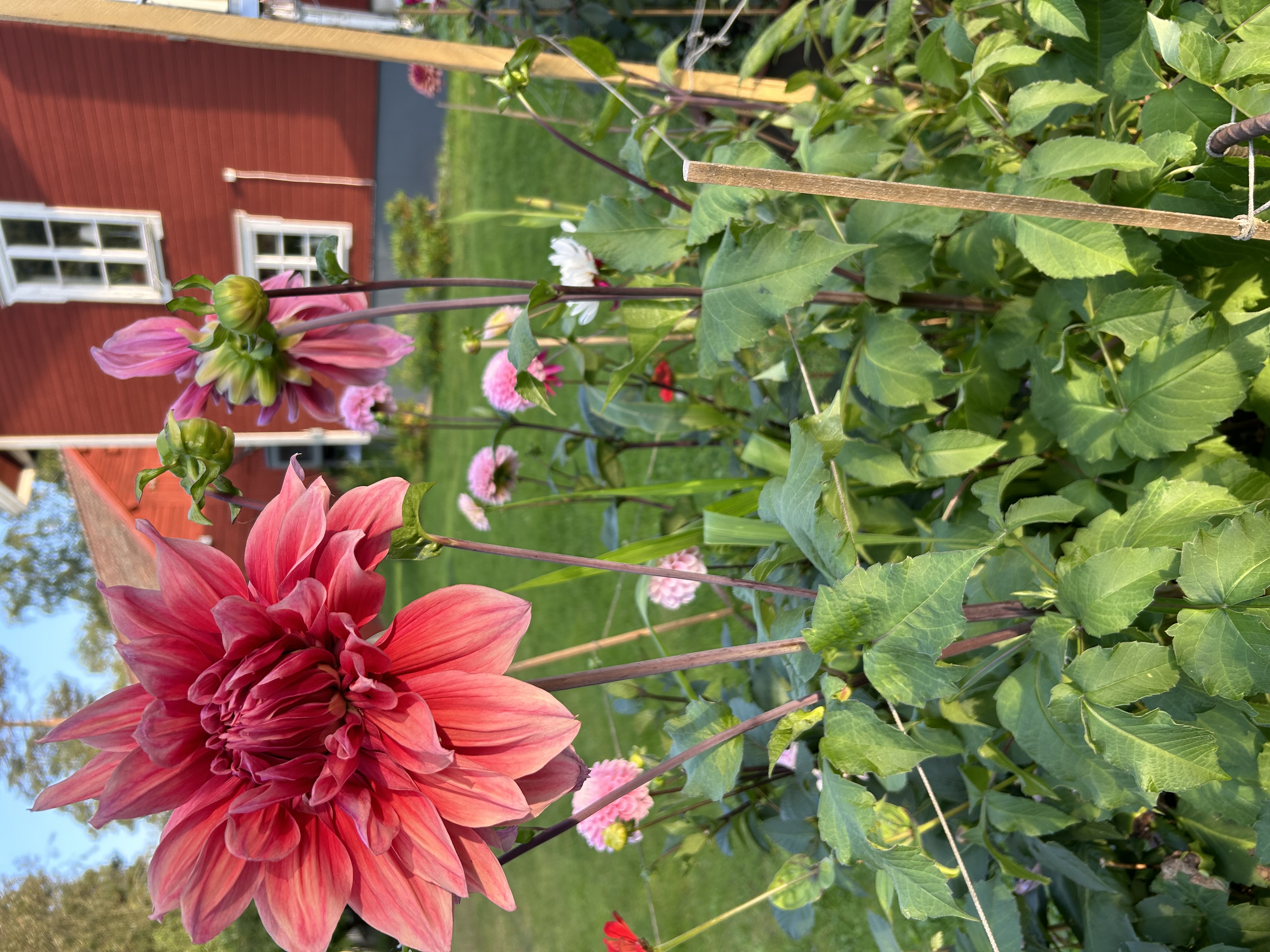 Dahlia knöl Emory Paul "Dekorativ jätteblommande"  - 3
