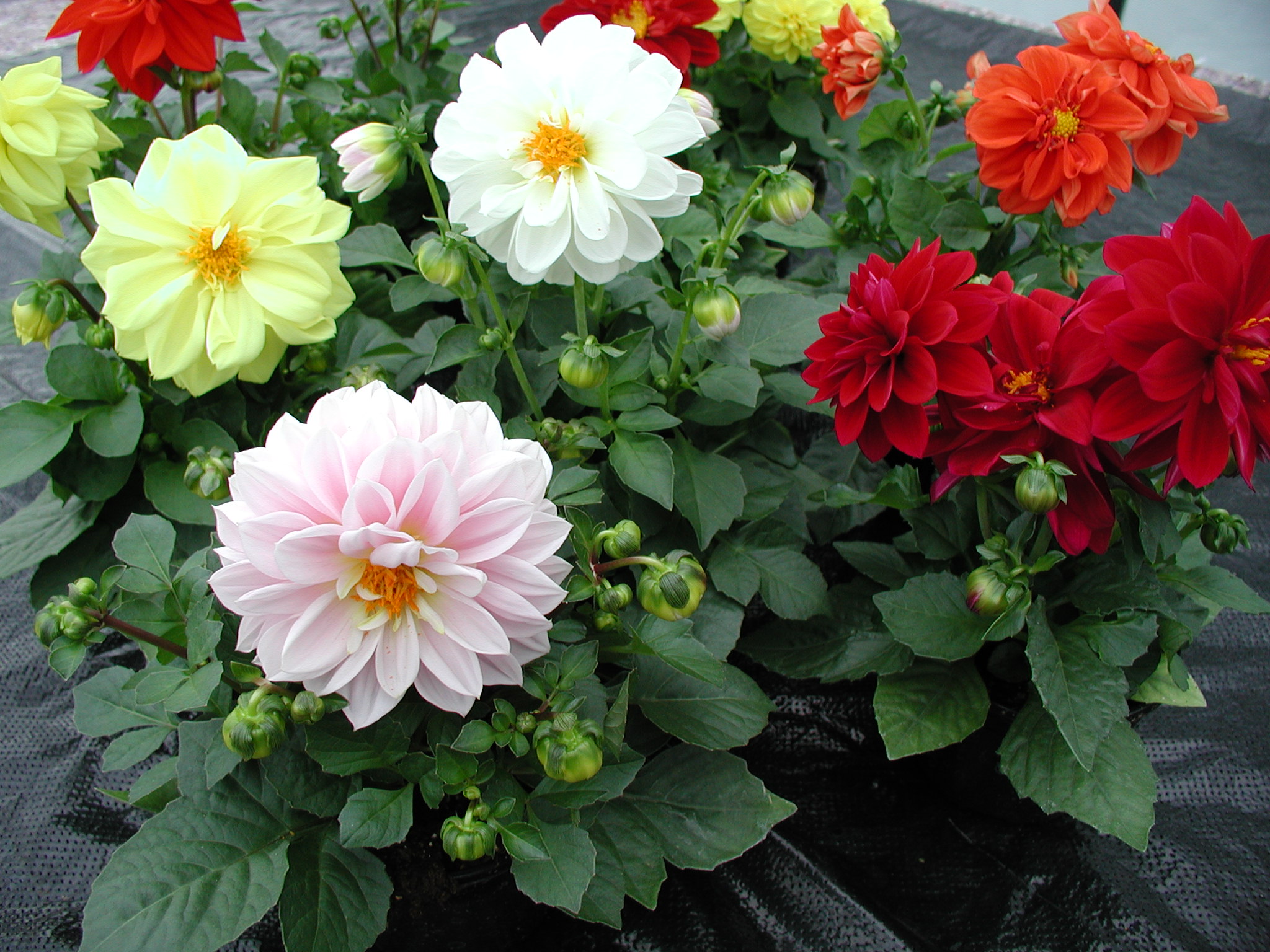 Dahlia Gartenfreude 30 frö