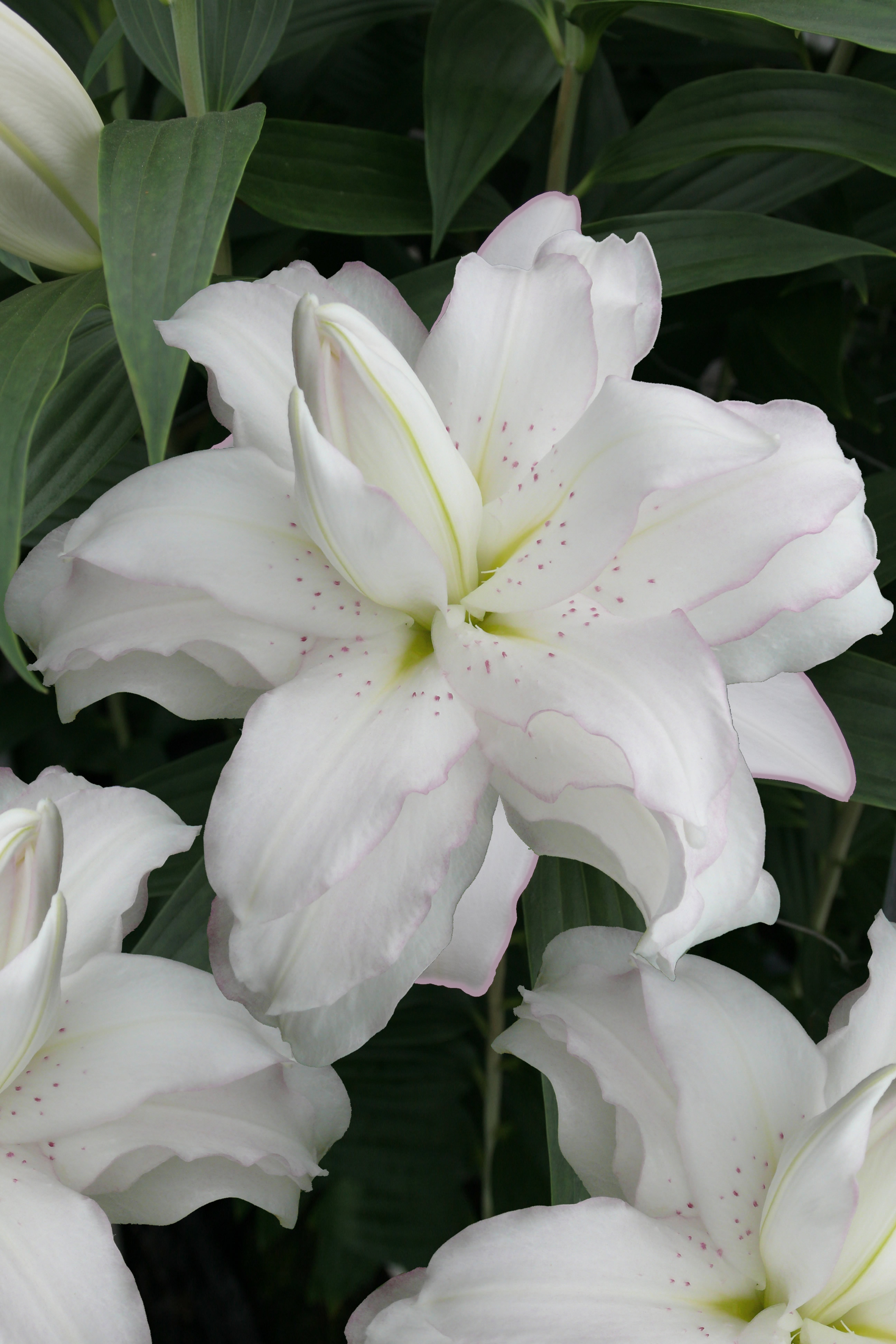 Lilja Double Lotus 5-pack
