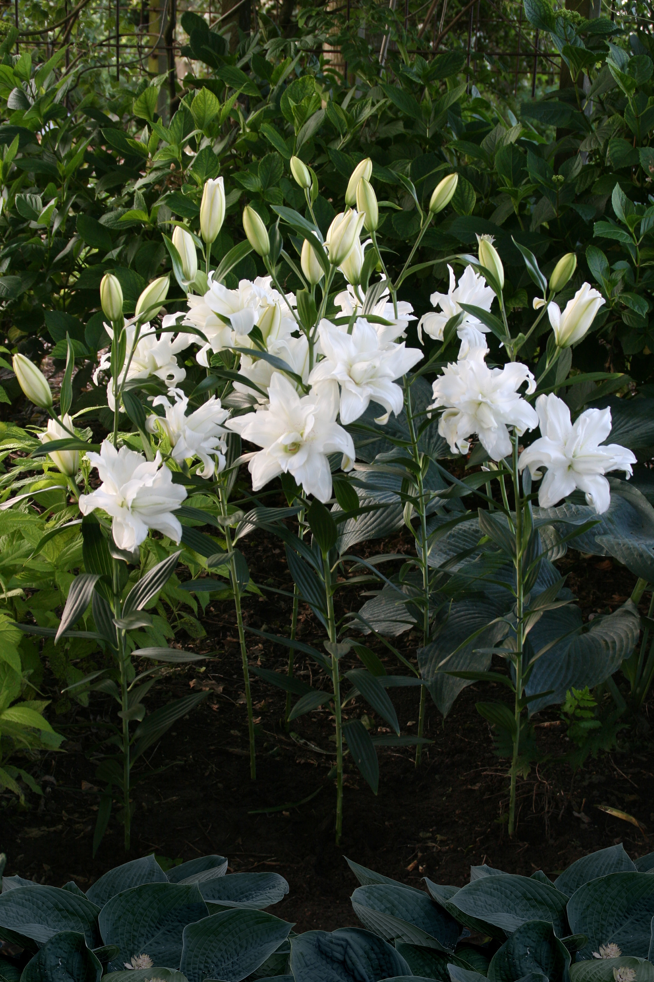Lilja Double Lotus 5-pack - 2