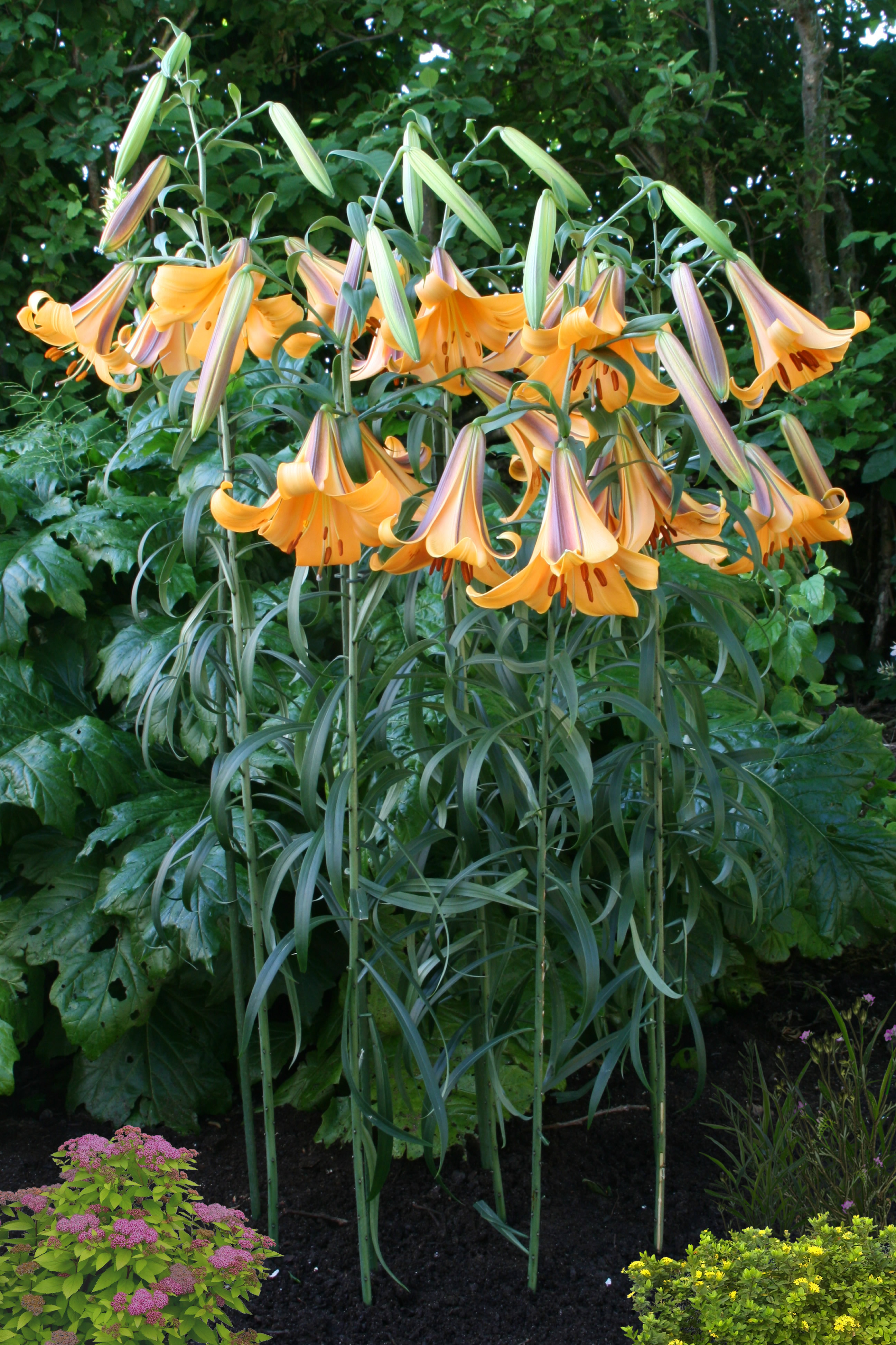 Lilja African Queen Trumpetlilja 5-pack - 2
