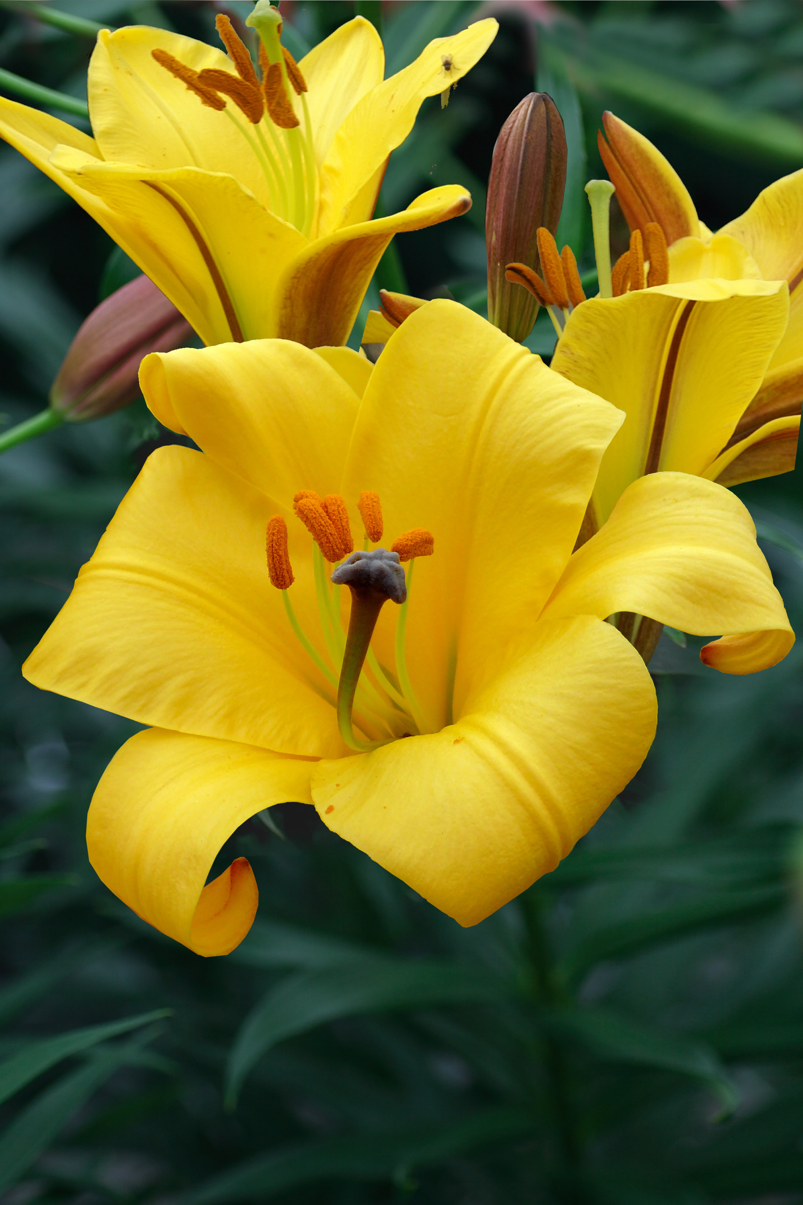 Lilja Yellow Planet 5-pack - 2