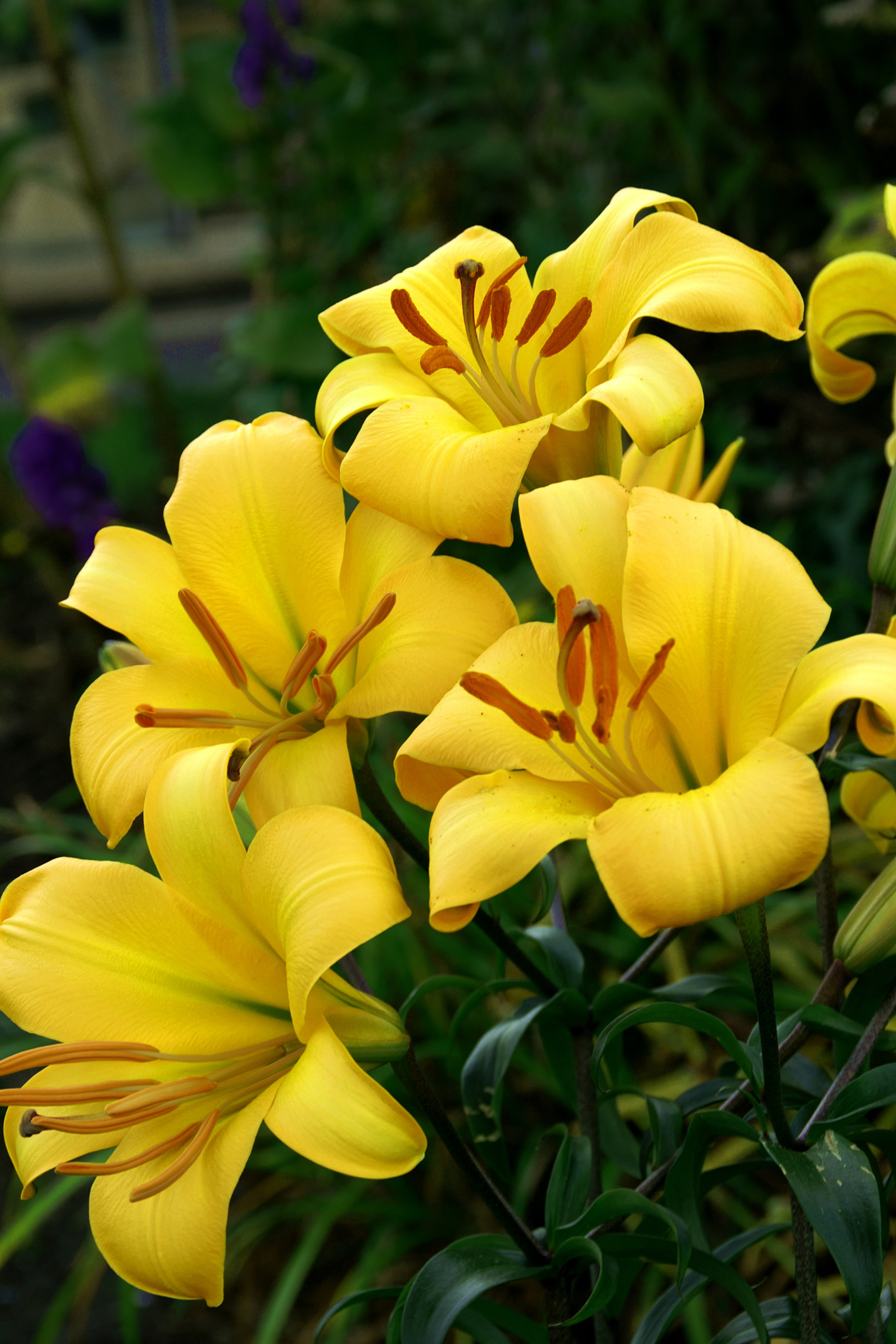 Lilja Yellow Planet 5-pack