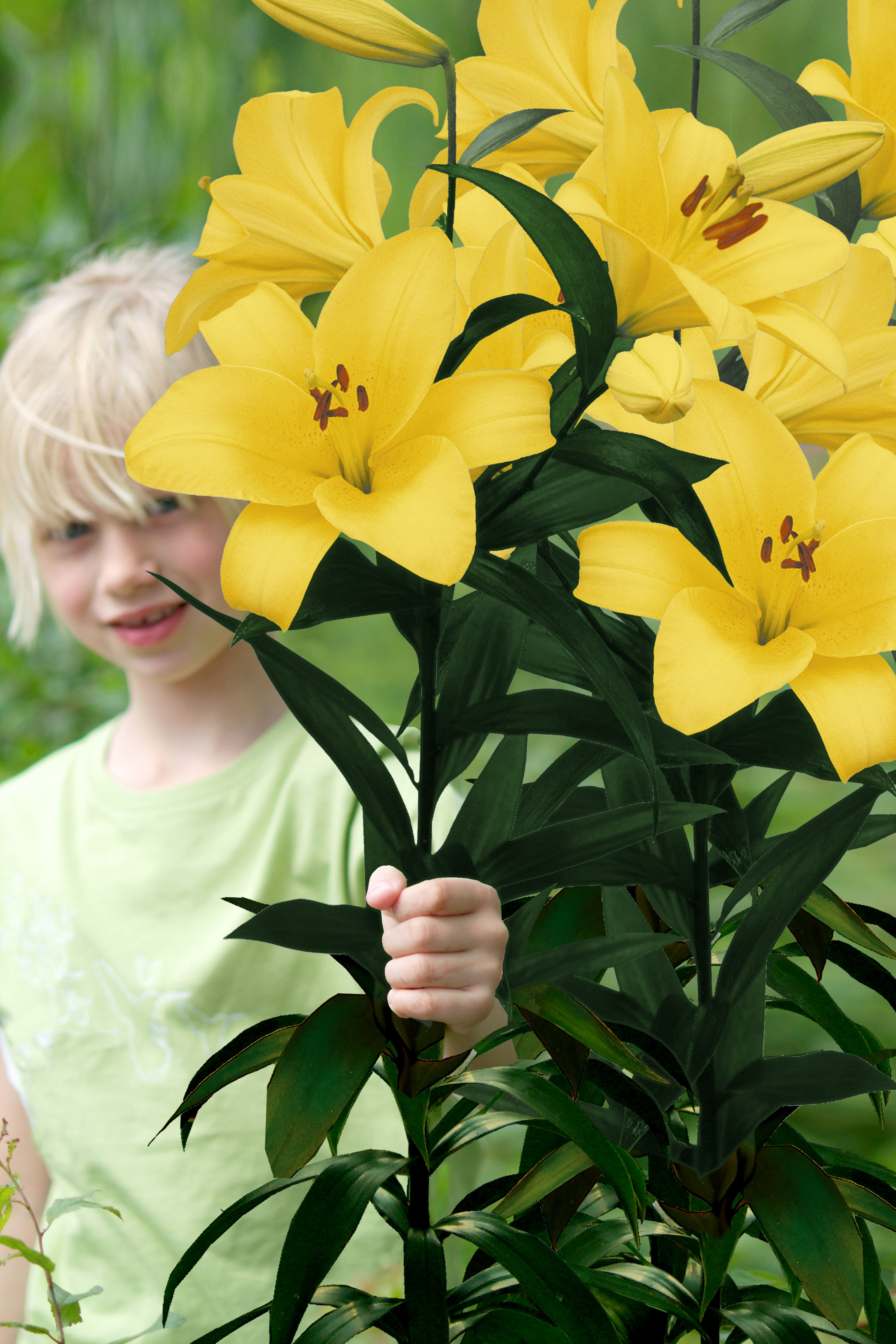 Lilja Yellow Planet 5-pack - 3