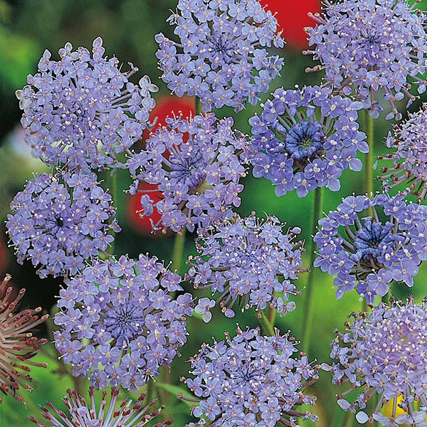 didiscus blue