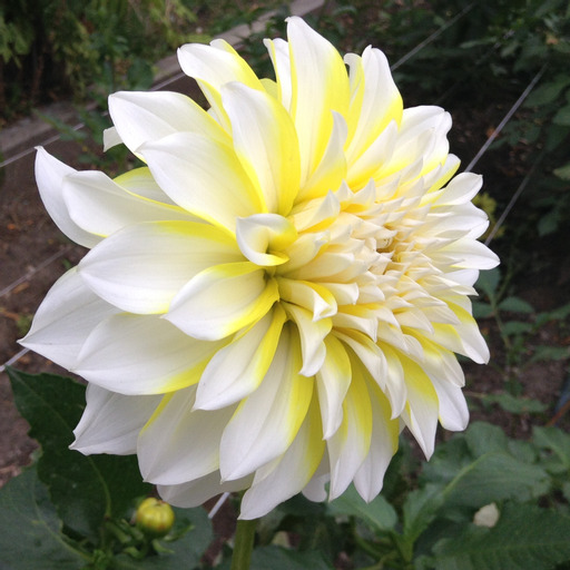 Dahlia rot Hollyhill Lemon Ice "Dekorativ Småblommande" 