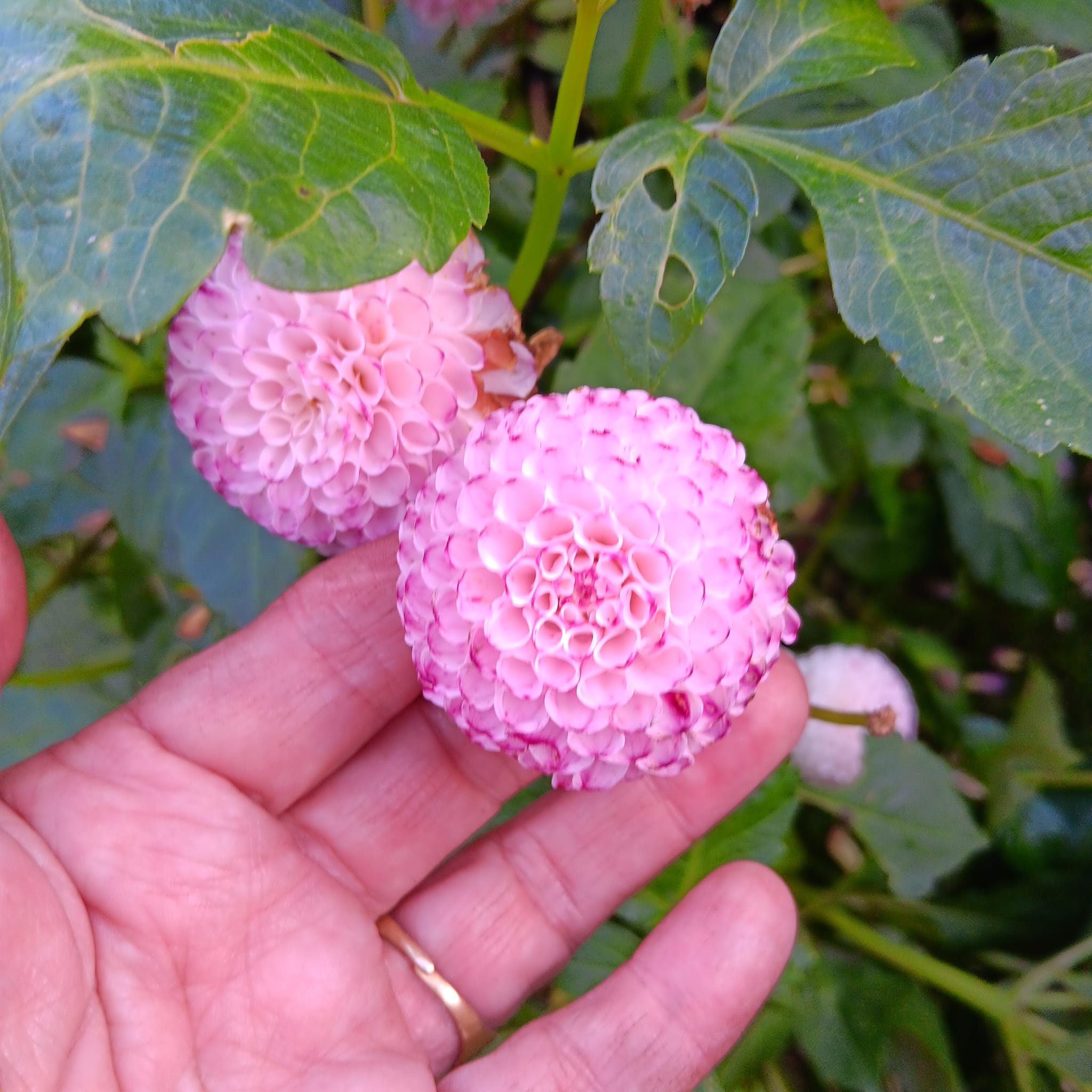 Dahlia  Hapet Micro"Pompon"  - 3