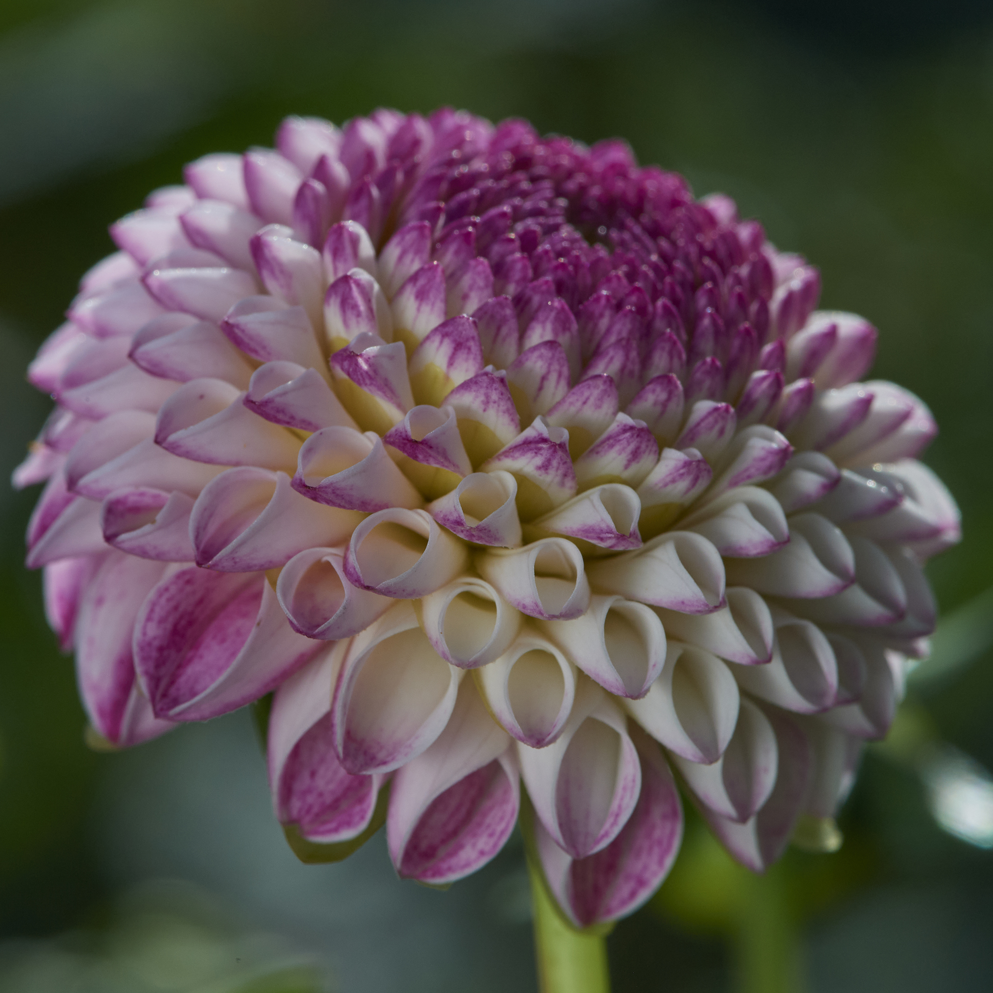Dahlia  Hapet Micro"Pompon" 