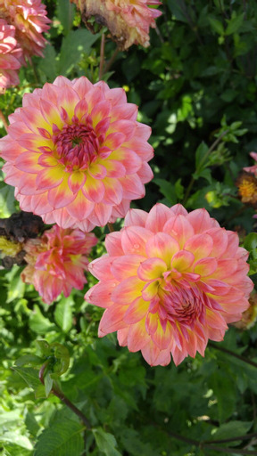 xDahlia Armateras "Dekorativ Småblommande" Rotad stickling i Sverige