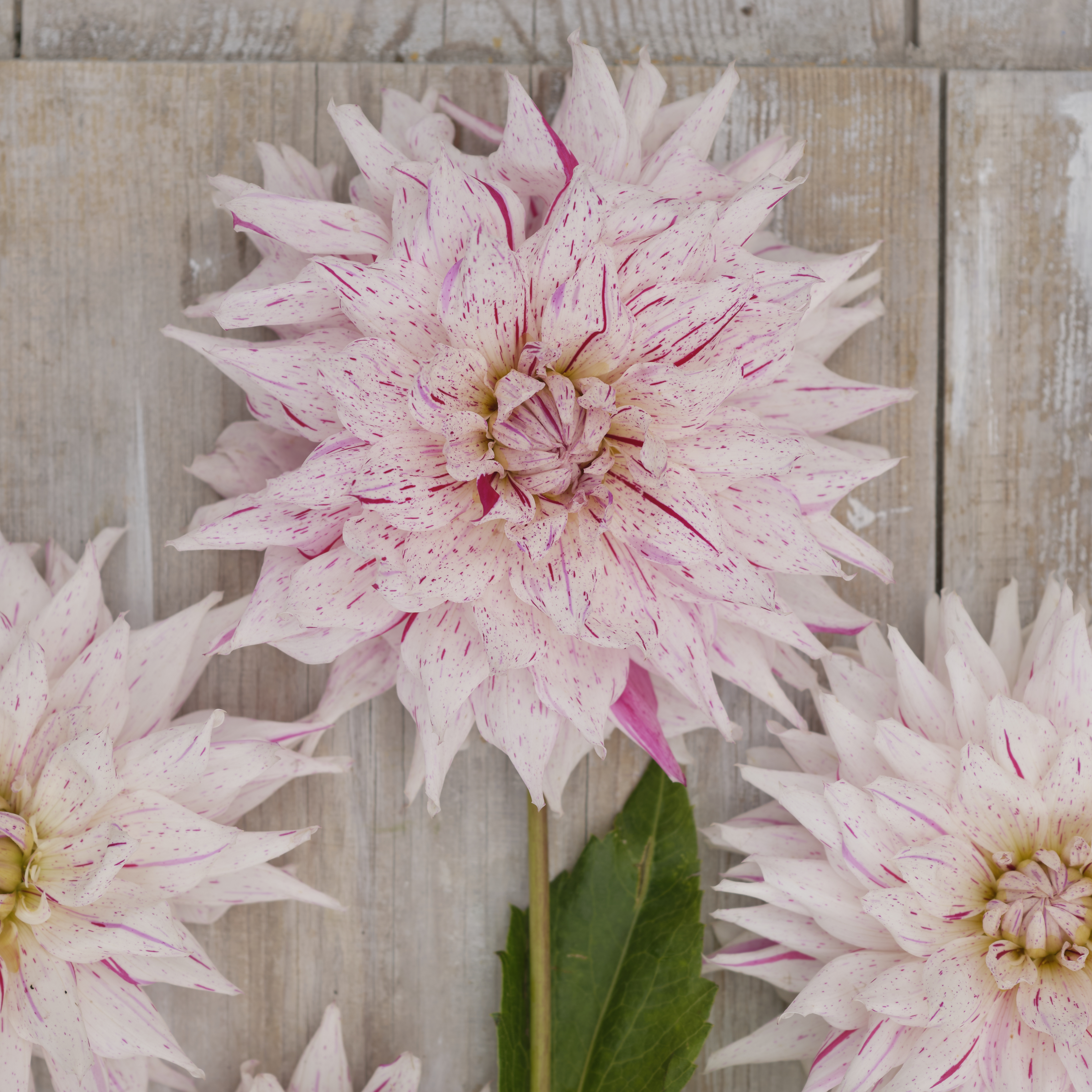 Dahlia knöl Micks peppermint  Kaktus 