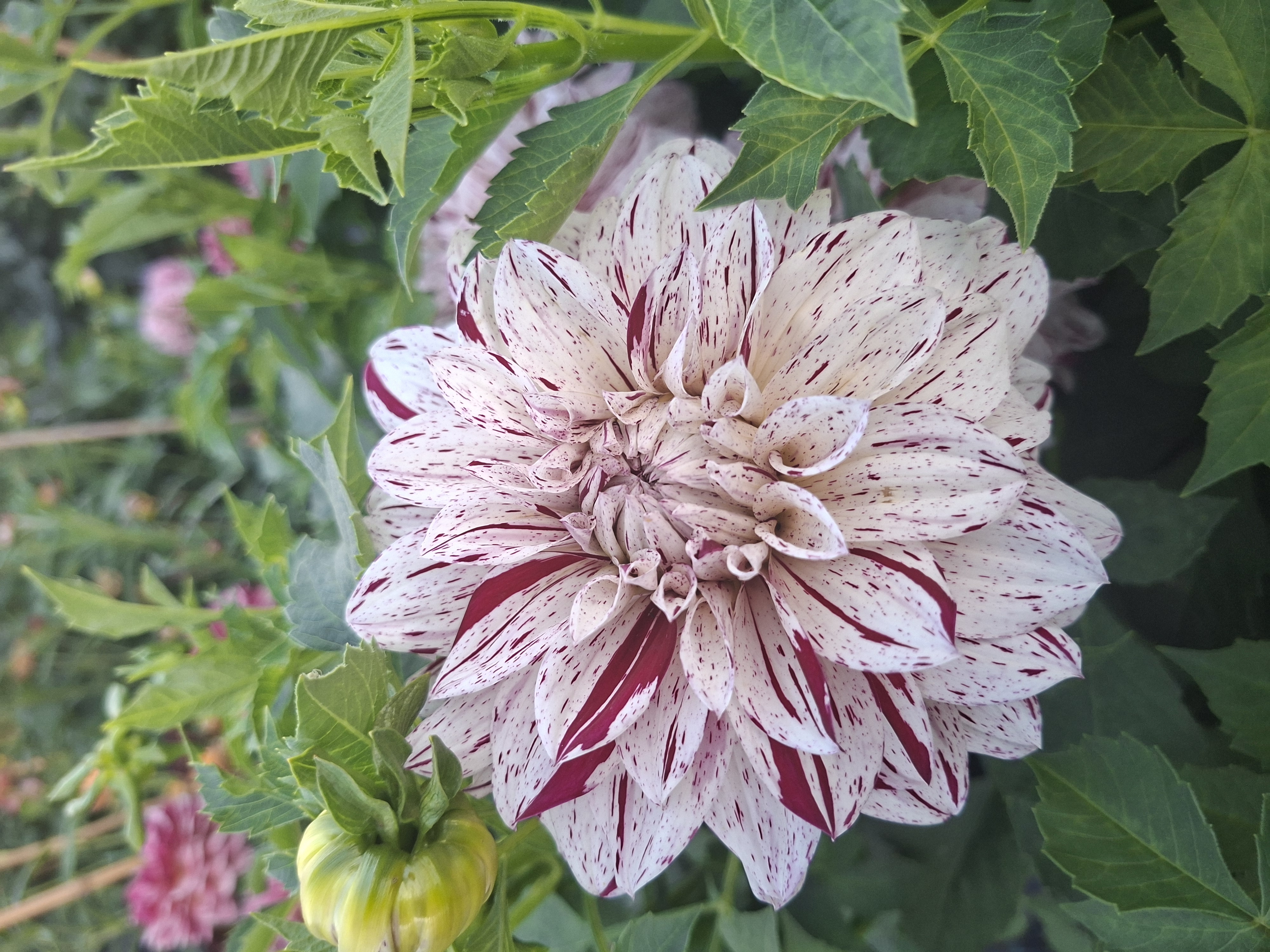 Dahlia knöl Micks peppermint  Kaktus  - 3