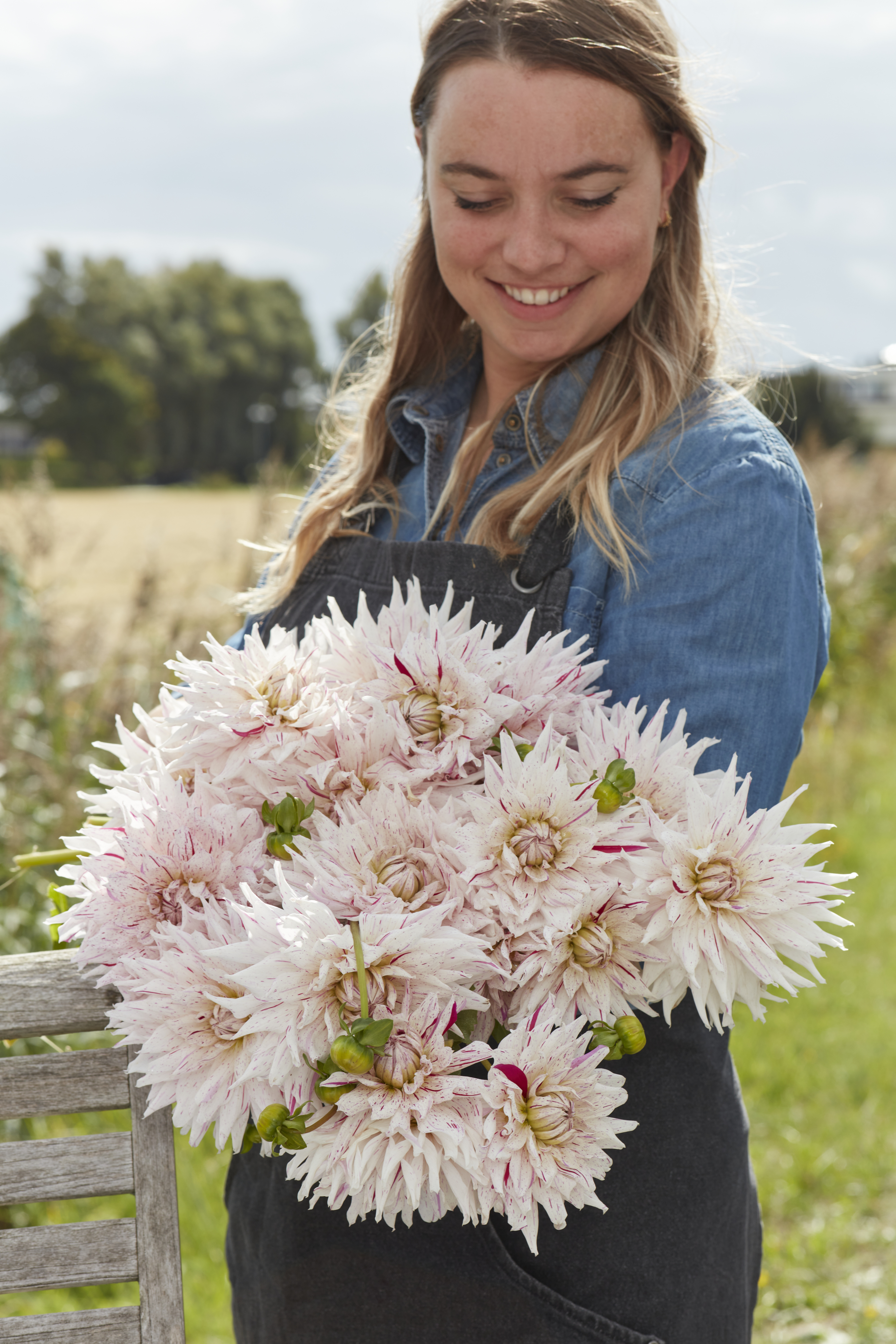 Dahlia knöl Micks peppermint  Kaktus  - 2