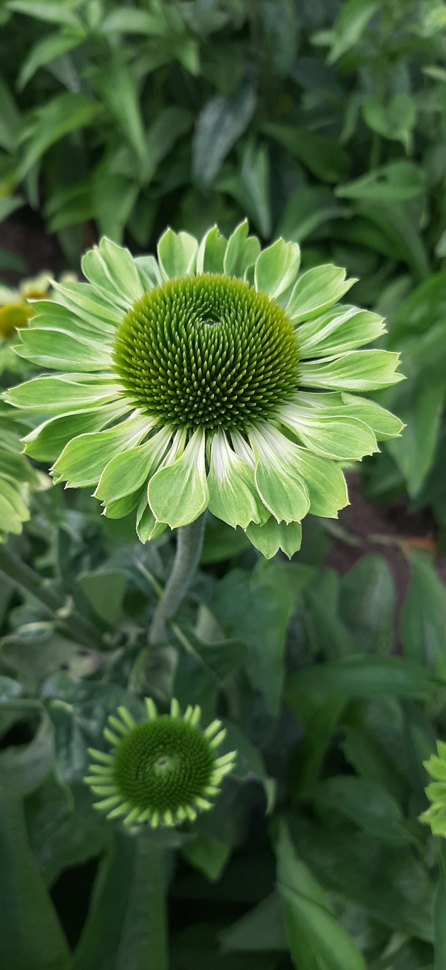 Solhatt/ Rudbeckia Alans  Pride 15 frö