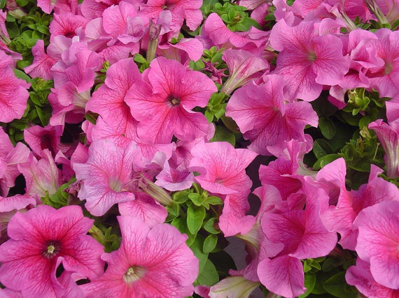 Petunia F1 "Limbo Rose Veined"15 frö (buskig)