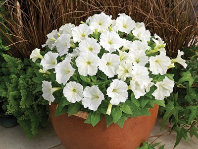 Petunia F1  Picobella (mini)  vit 10 frö (buskig) inkommande - 2