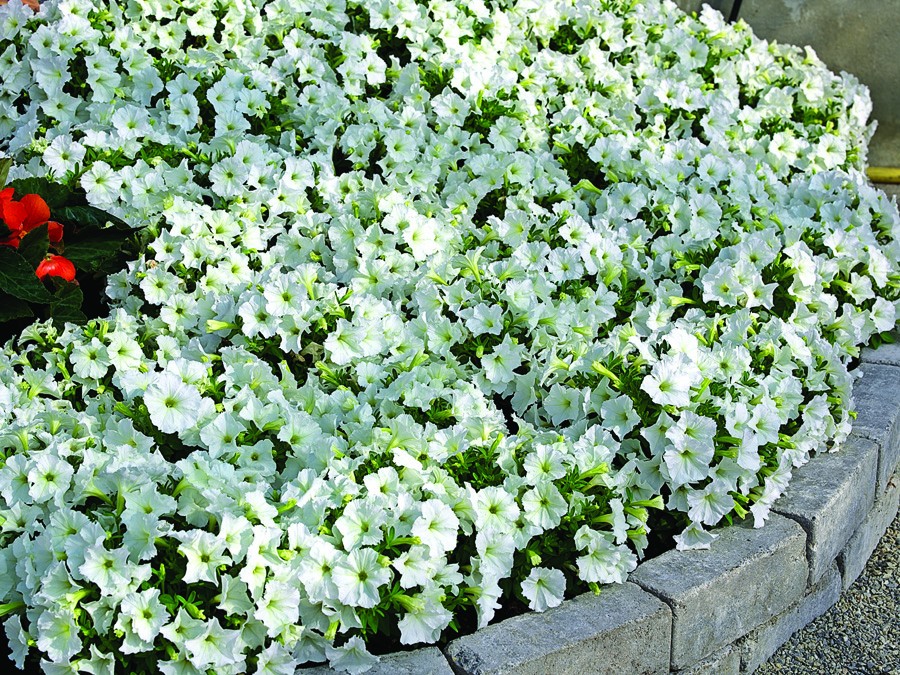 Petunia F1  Picobella (mini)  vit 10 frö (buskig) inkommande - 3