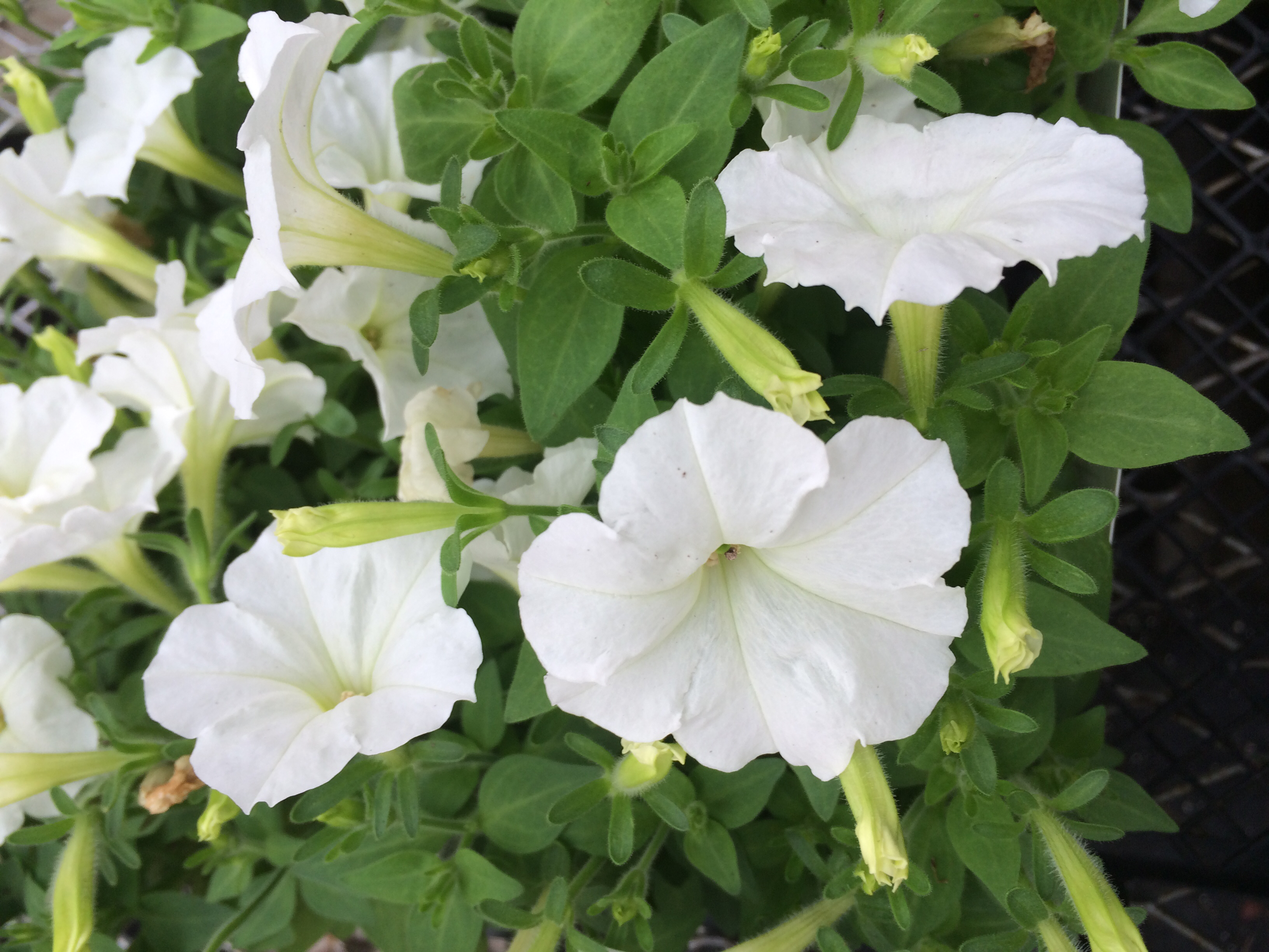 Petunia F1  Picobella (mini)  vit 10 frö (buskig) inkommande