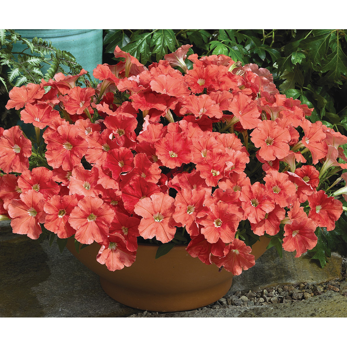 Petunia F1  Picobella Salmon F1 10 frö (buskig)