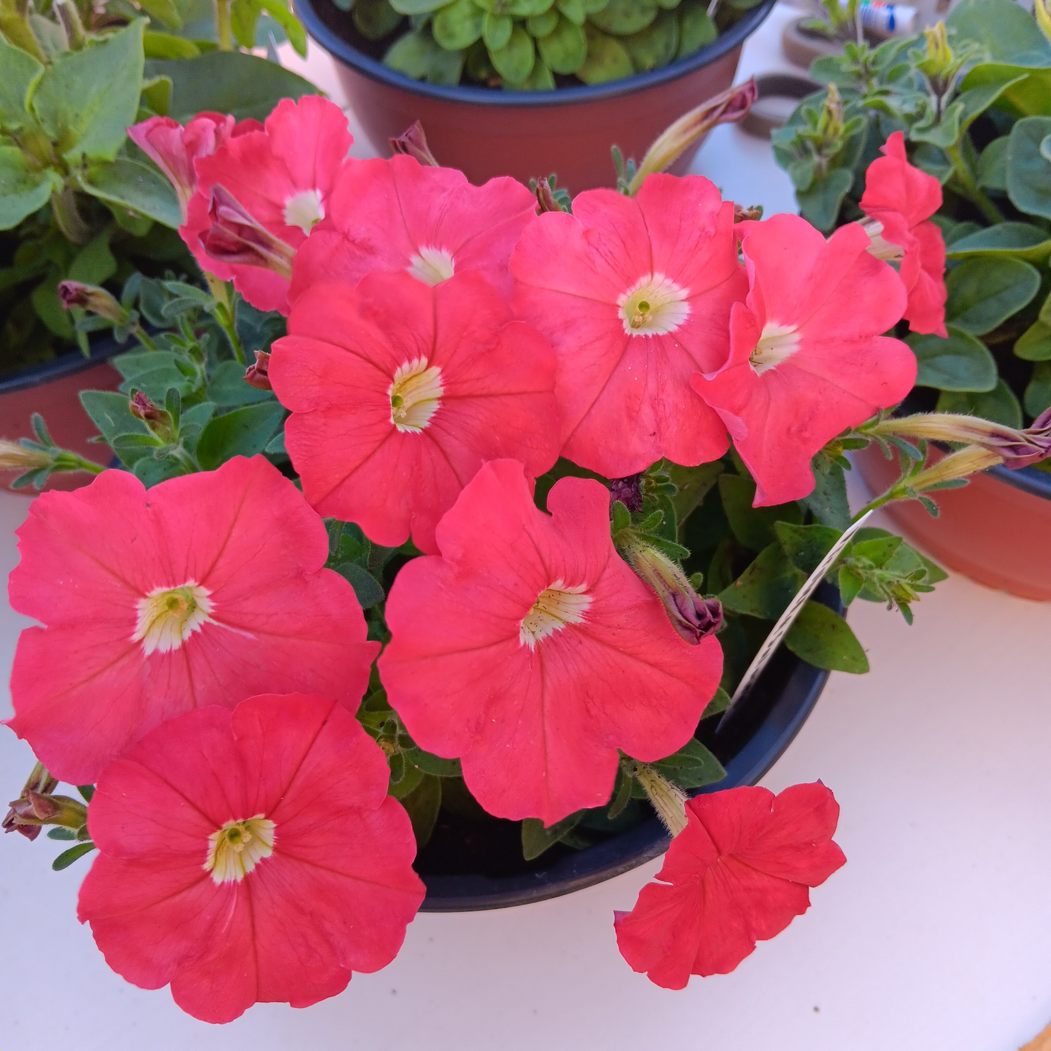 Petunia F1  Picobella Salmon F1 10 frö (buskig) - 2